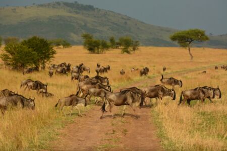 Visit Tanzania (47)