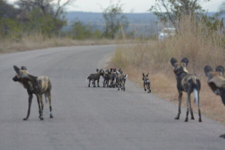 Visit Tanzania (61)