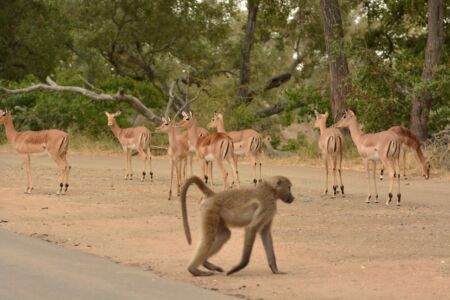 Visit Tanzania (8)