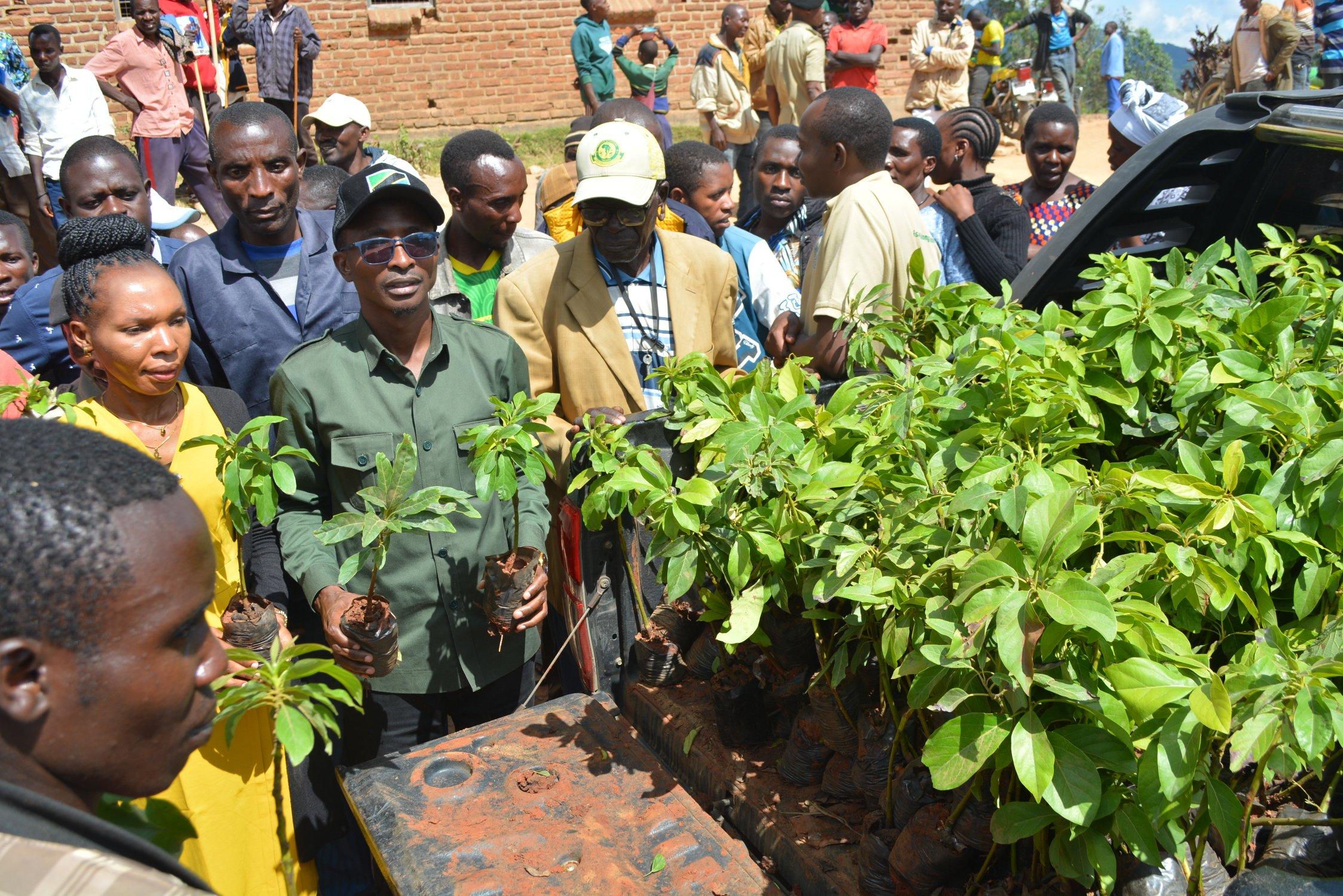 Distribution of apricot seedlings to groups of farmers in Masenge village