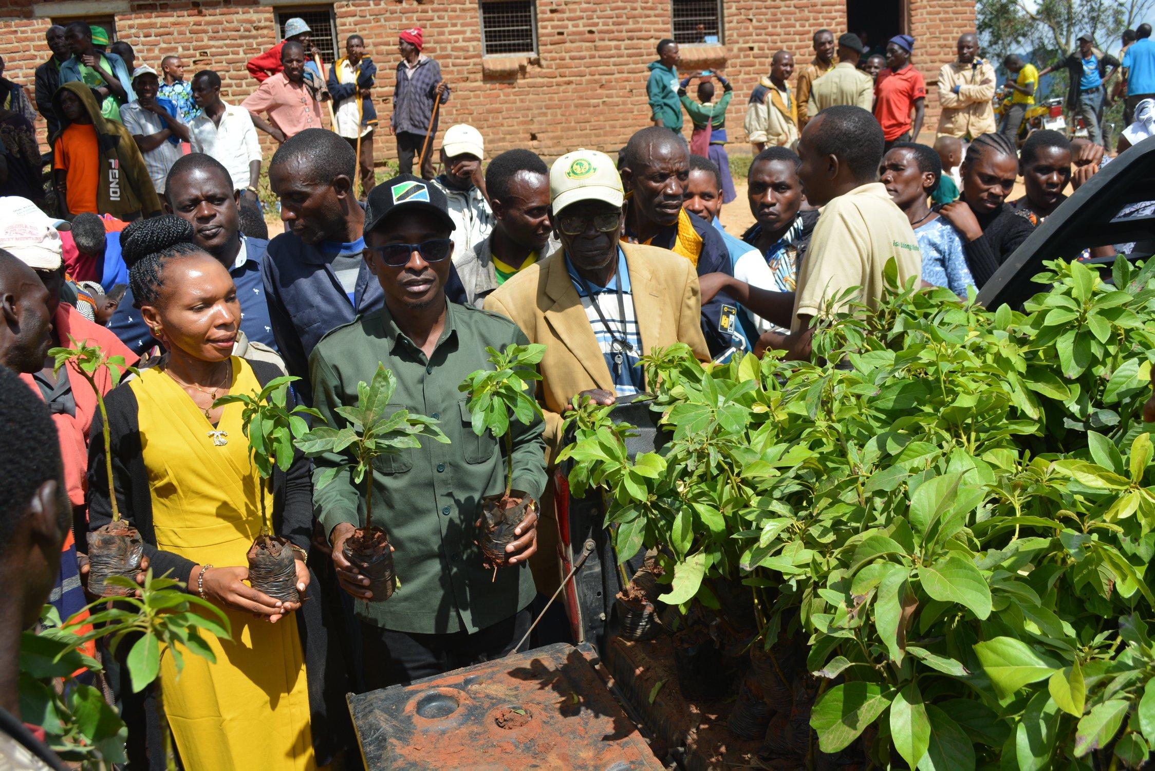 Distribution of apricot seedlings to groups of farmers in Masenge village